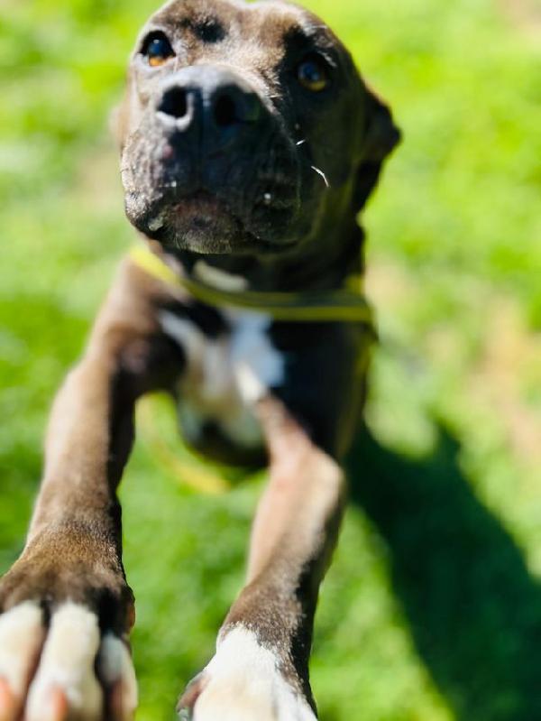 Mila, simil Pitbull 5 anni – taglia media, dolcissima Foto 4